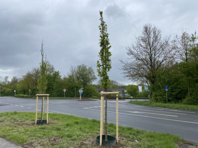 zwei Säuleneichen gepflanzt. Foto: Kreisstadt Mettmann