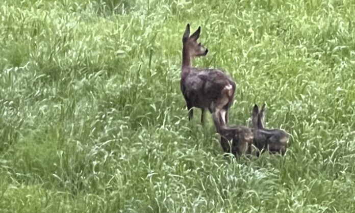 Ein friedliches Bild, doch Ricke und Kitzen droht tödliche Gefahr durch unangeleint herumlaufende Hunde. Foto: Bossy