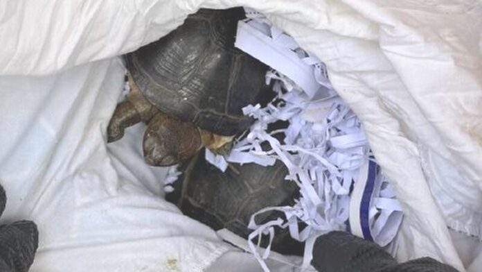 Neben Schlangen fanden die Beamten auch Schildkröten. Foto: Polizei
