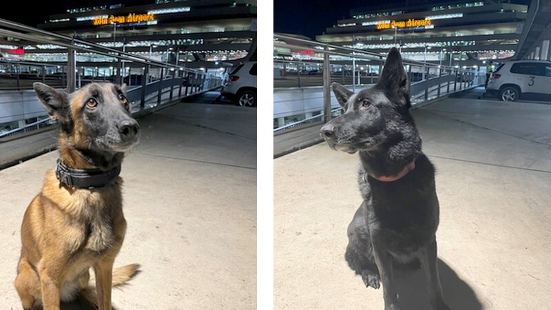Abby und Paula hatten einen guten Riecher: Der Zoll fand kartonweise Drogen. Fotos: Zoll