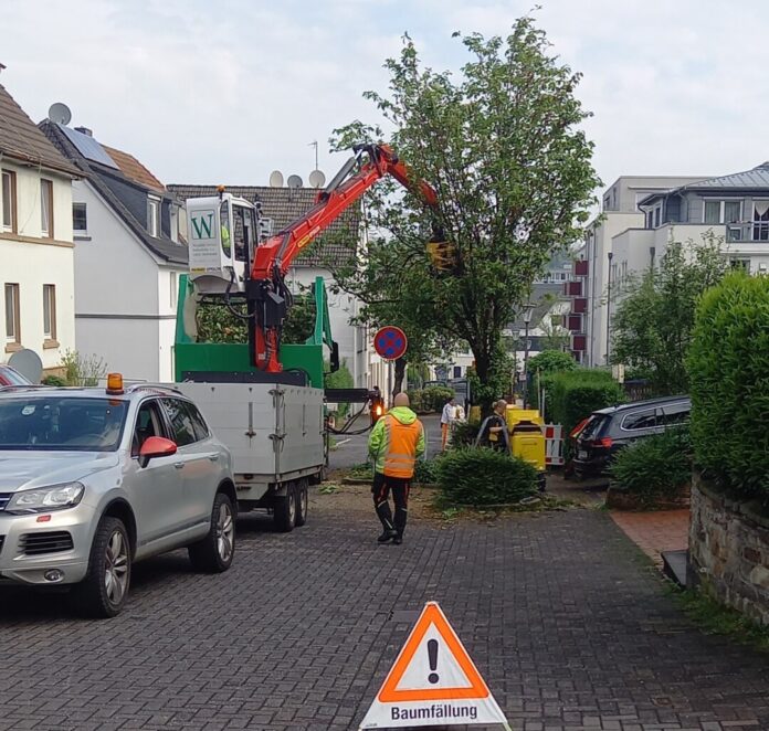 Baumfällung