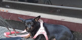 Dieser Hund wurde am Hauptbahnhof in Dortmund gefunden. Foto: Bundespolizei