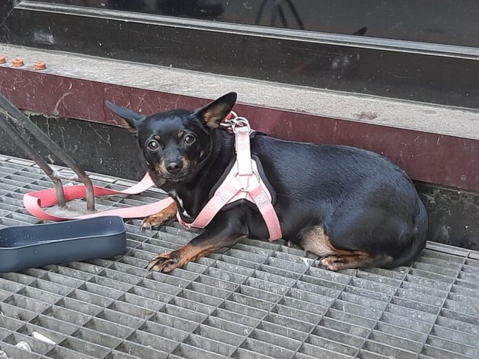 Dieser Hund wurde am Hauptbahnhof in Dortmund gefunden. Foto: Bundespolizei