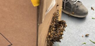 Teile des Bienenvolkes an einem Karton. Foto: FW Langenfeld