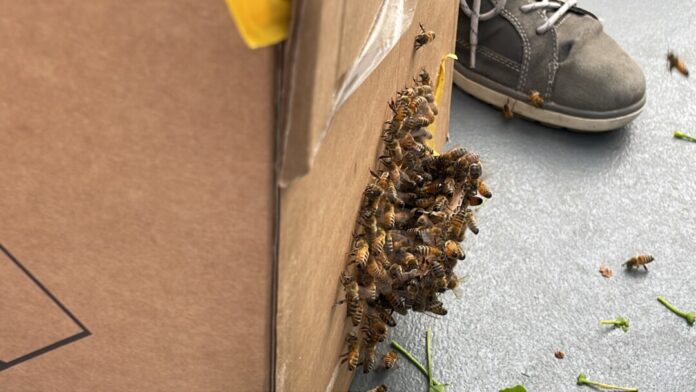 Teile des Bienenvolkes an einem Karton. Foto: FW Langenfeld