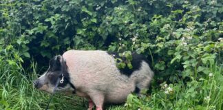Das Schwein rettete sich in eine Böschung an der A3. Foto: Polizei