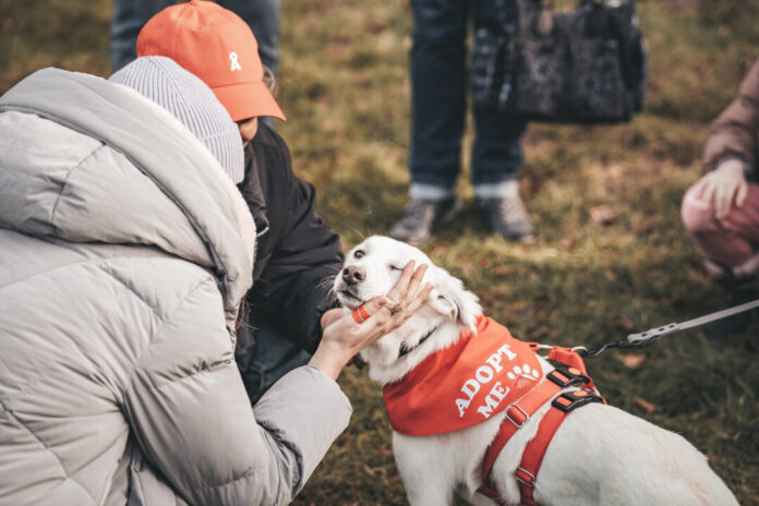 Beim "Bark Date" kann man Hunde aus dem Tierschutz kennenlernen. Foto: Bark Date