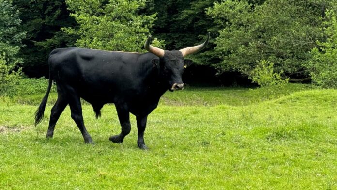 "Rorman" ist der Neue im Wildgehege. Foto: Kreis ME