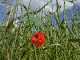 Hitze im Kreis Mettmann: Das war es noch lange nicht Der Sommer ist da - hohe Temperaturen können allerdings auch zu gesundheitlichen Problemen führen. Foto: Volkmann