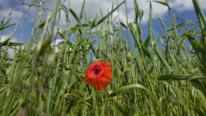 Der Sommer ist da - hohe Temperaturen können allerdings auch zu gesundheitlichen Problemen führen. Foto: Volkmann