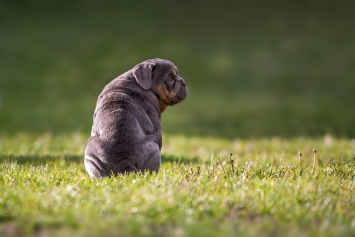 Ein Hund sitzt auf einer Wiese. Foto: pixabay