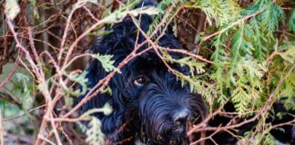 Ein Hund versteckt sich in einem Gebüsch. Foto: pixabay