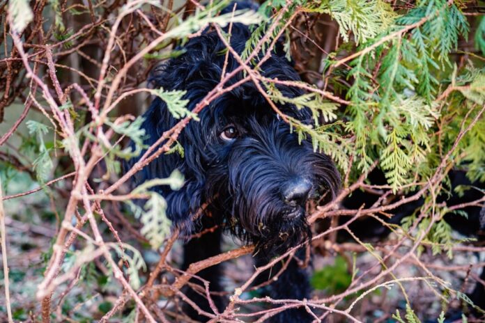 Ein Hund versteckt sich in einem Gebüsch. Foto: pixabay