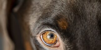 Das Auge eines Hundes ist zu sehen. Foto: Polizei