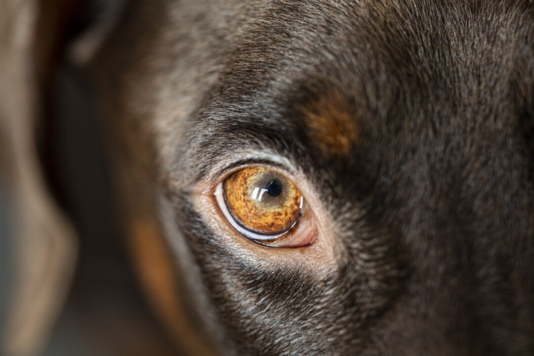 Das Auge eines Hundes ist zu sehen. Foto: Polizei