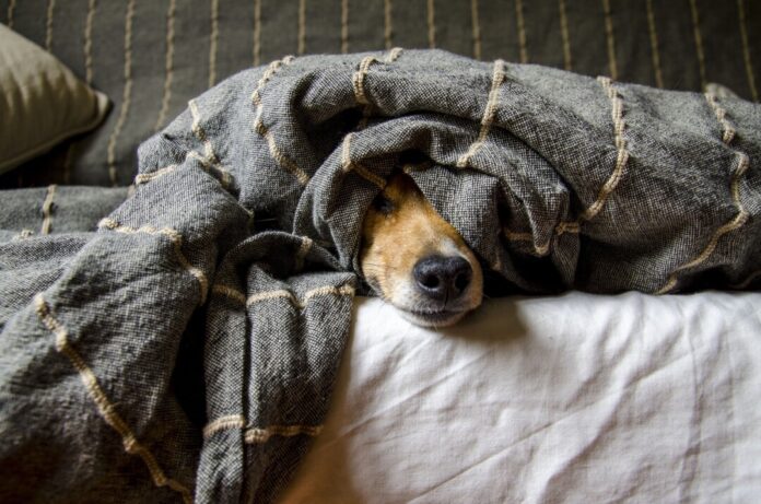 Die Stadt Ratingen weist auf die Hundesteuer hin. Foto: pixabay