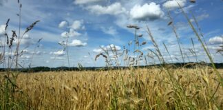 Ein Sommertag an einem Feld. Foto: Volkmann