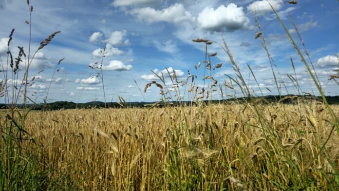 Ein Sommertag an einem Feld. Foto: Volkmann