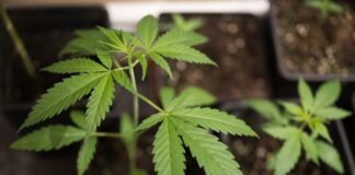 Kleine Cannabispflanzen: Solche dürfen die Anbauvereinigungen erst groß ziehen, wenn sie eine Genehmigung haben