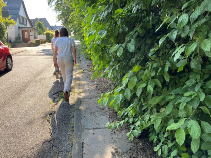 Hier ist ein Rückschnitt der Hecke, deren Äste viel zu weit in den Bürgersteig ragen, dringend notwendig. Foto: Kreisstadt Mettmann