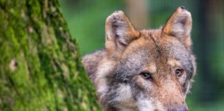 Auch in Nordrhein-Westfalen breiten sich Wölfe weiter aus - das Land erweitert den Herdenschutz für Weidetiere. Bildarchiv