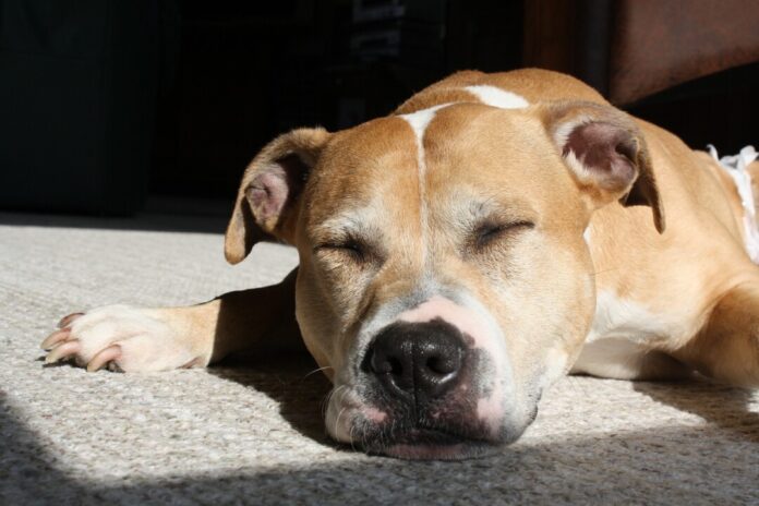 Für Hundehalter steigen in Ratingen die Steuern. Foto: pixabay