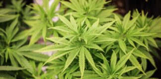 Cannabispflanzen dürfen in Schulen nicht angepflanzt werden - auch nicht zu Lehrzwecken.