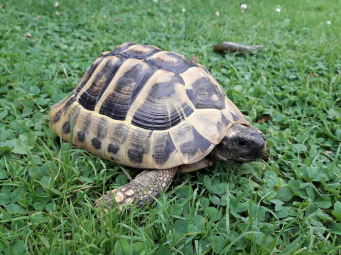 Diese Schildkröte wird derzeit vom Tierschutzverein versorgt. Foto: privat