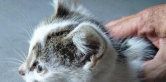 Unter anderem diese Katzen retteten Mitarbeiter der Herner Entsorgungsbetriebe. Foto: Entsorgung Herne