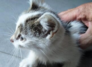 Unter anderem diese Katzen retteten Mitarbeiter der Herner Entsorgungsbetriebe. Foto: Entsorgung Herne