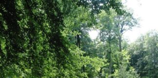 Ein Ziel der Radtour ist der Friedhof am Blomericher Weg in Essen-Kettwig. Foto: Helmut Neunzig