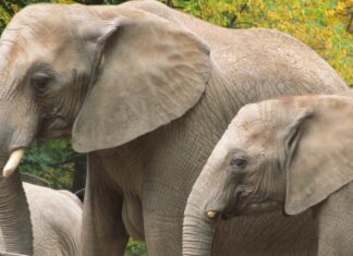 Elefanten sind im Zoo zu sehen. Foto: pixabay