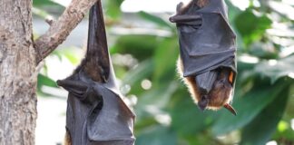 Bei den Bat Nights dreht sich alles rund um Fledermäuse. Foto: Pixabay/Salmar