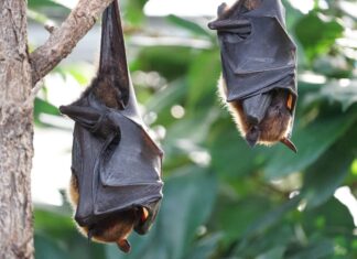 Bei den Bat Nights dreht sich alles rund um Fledermäuse. Foto: Pixabay/Salmar