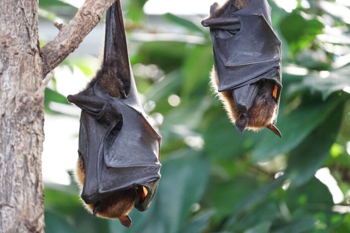 Bei den Bat Nights dreht sich alles rund um Fledermäuse. Foto: Pixabay/Salmar