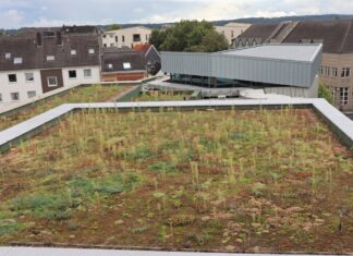 Auch auf dem Rathausdach grünt es. Foto: Stadt Ratingen