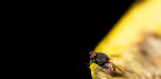 Biomüll und Obst locken Fruchtfliegen an. Foto: VZ NRW/Adpic