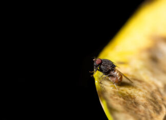 Biomüll und Obst locken Fruchtfliegen an. Foto: VZ NRW/Adpic