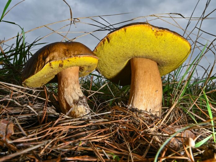 Die Pilzsaison in NRW ist schleppend gestartet. (Archivbild)