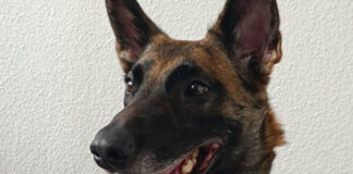 Diensthund Ira hatte zwei mutmaßliche Einbrecher gestellt. Foto: Polizei
