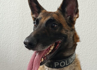 Diensthund Ira hatte zwei mutmaßliche Einbrecher gestellt. Foto: Polizei