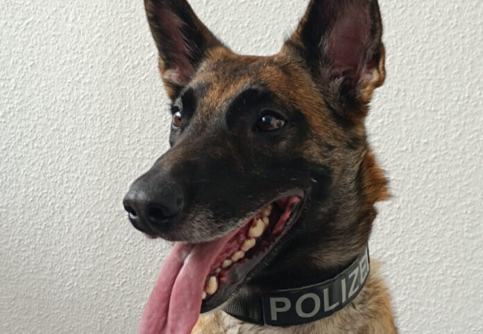 Diensthund Ira hatte zwei mutmaßliche Einbrecher gestellt. Foto: Polizei