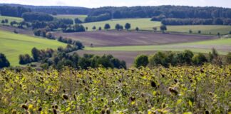 Die Sonnenblumen bei Vlatten in der Eifel genießen das spätsommerliche Wetter.