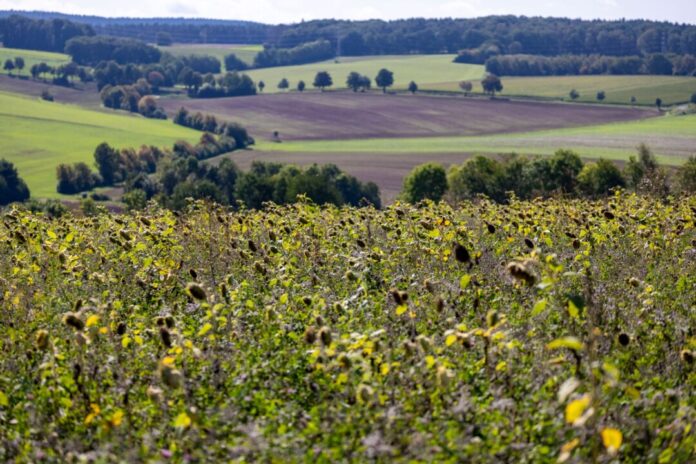 Die Sonnenblumen bei Vlatten in der Eifel genießen das spätsommerliche Wetter.