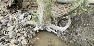 Die Naturschützer haben die streng geschützten Groppen gerettet. Foto: BUND Velbert