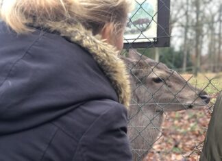 Gemeinsam kann man den Tieren näher kommen. Foto: Förderverein Wildgatter – Essen Heissiwald e. V.