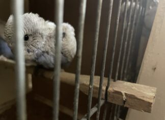 Viele Vögel in der Zucht waren laut Peta schwer krank. Foto: Peta
