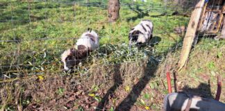 Die Tiere freuen sich über etwas Abwechslung auf dem Speiseplan. Foto: privat