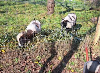 Die Tiere freuen sich über etwas Abwechslung auf dem Speiseplan. Foto: privat