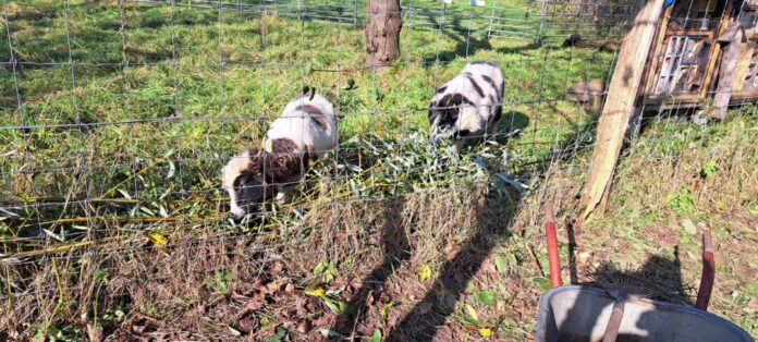 Die Tiere freuen sich über etwas Abwechslung auf dem Speiseplan. Foto: privat